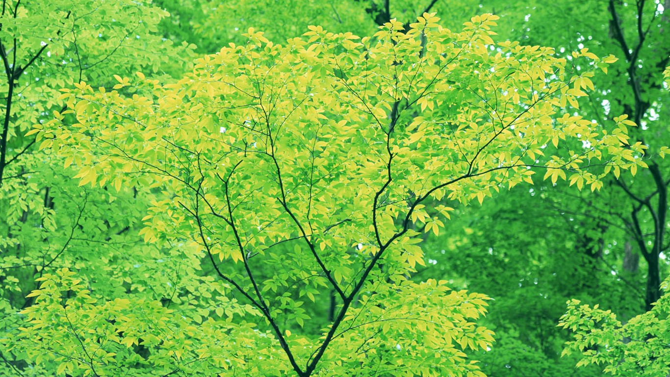 Zelená listová foto tapetu (3) #18 - 1366x768