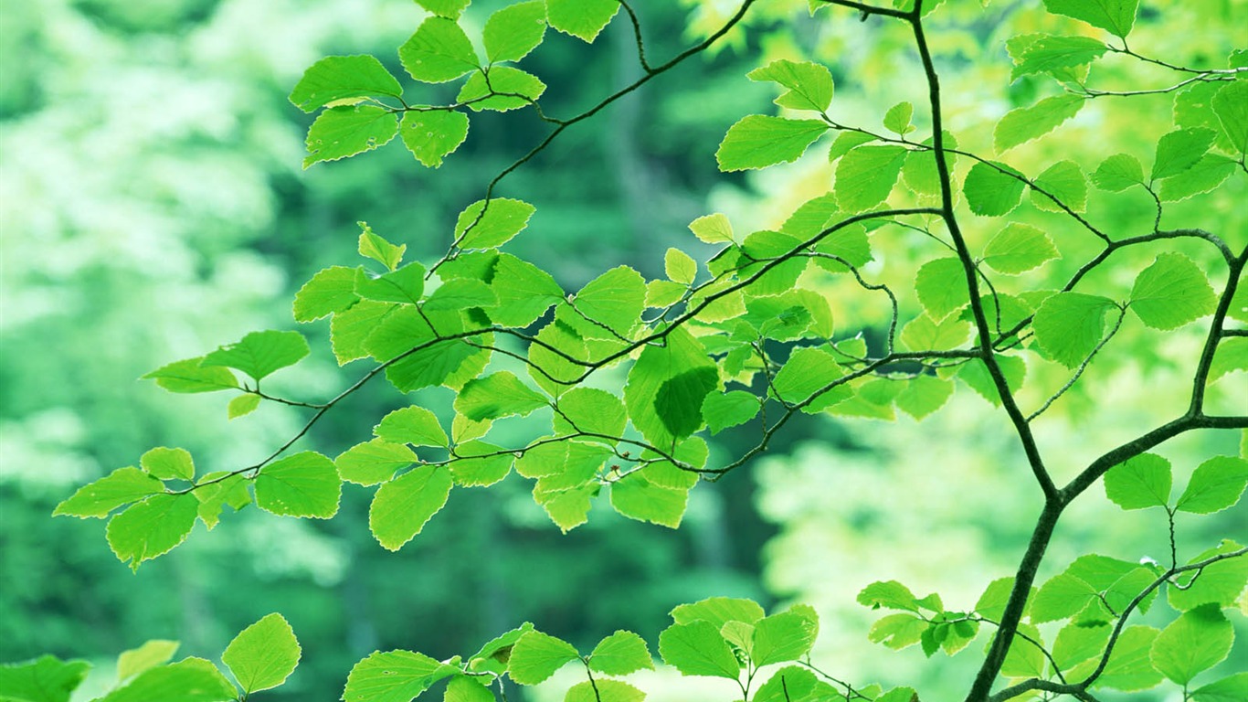 Green leaf photo wallpaper (3) #19 - 1366x768