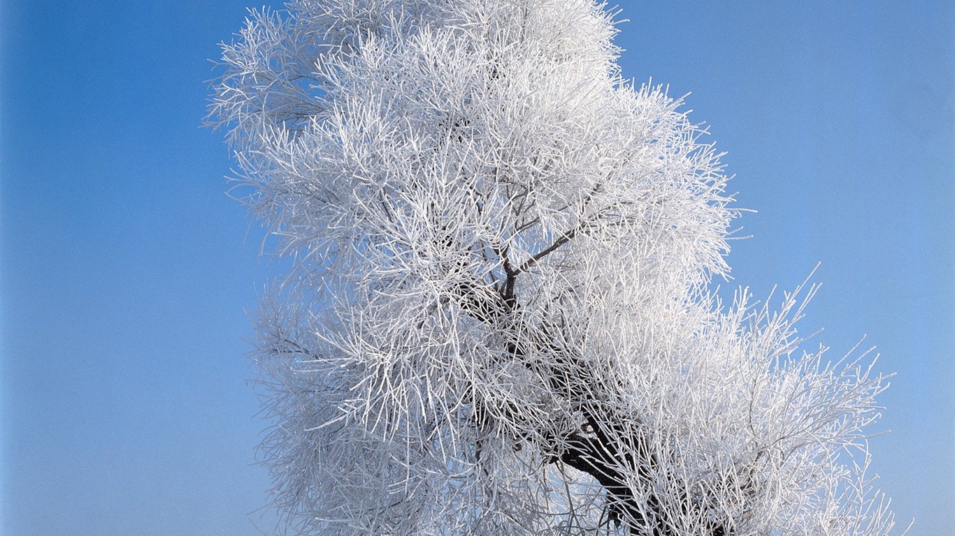 冬天雪景壁紙 #2 - 1366x768