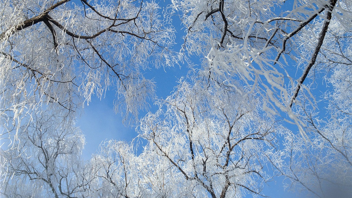 冬天雪景壁紙 #10 - 1366x768