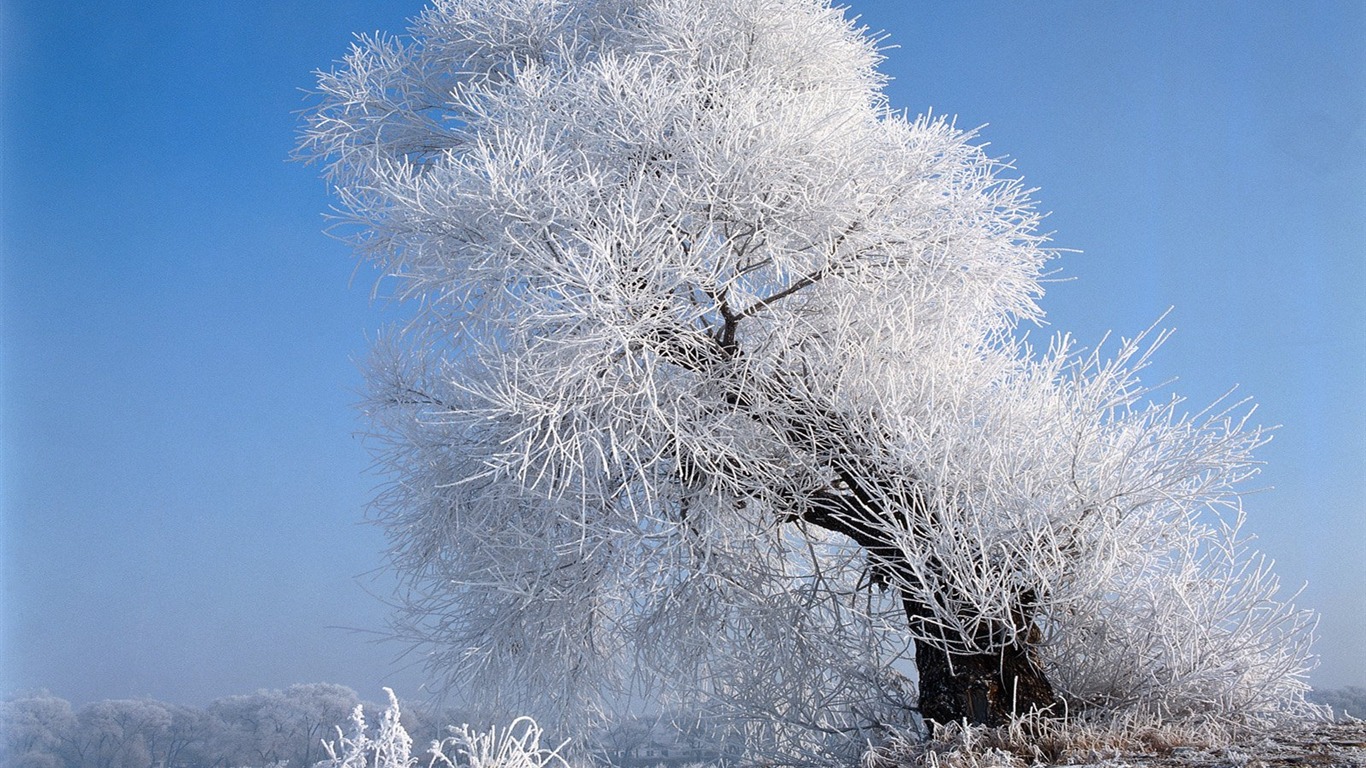 冬天雪景壁紙 #11 - 1366x768