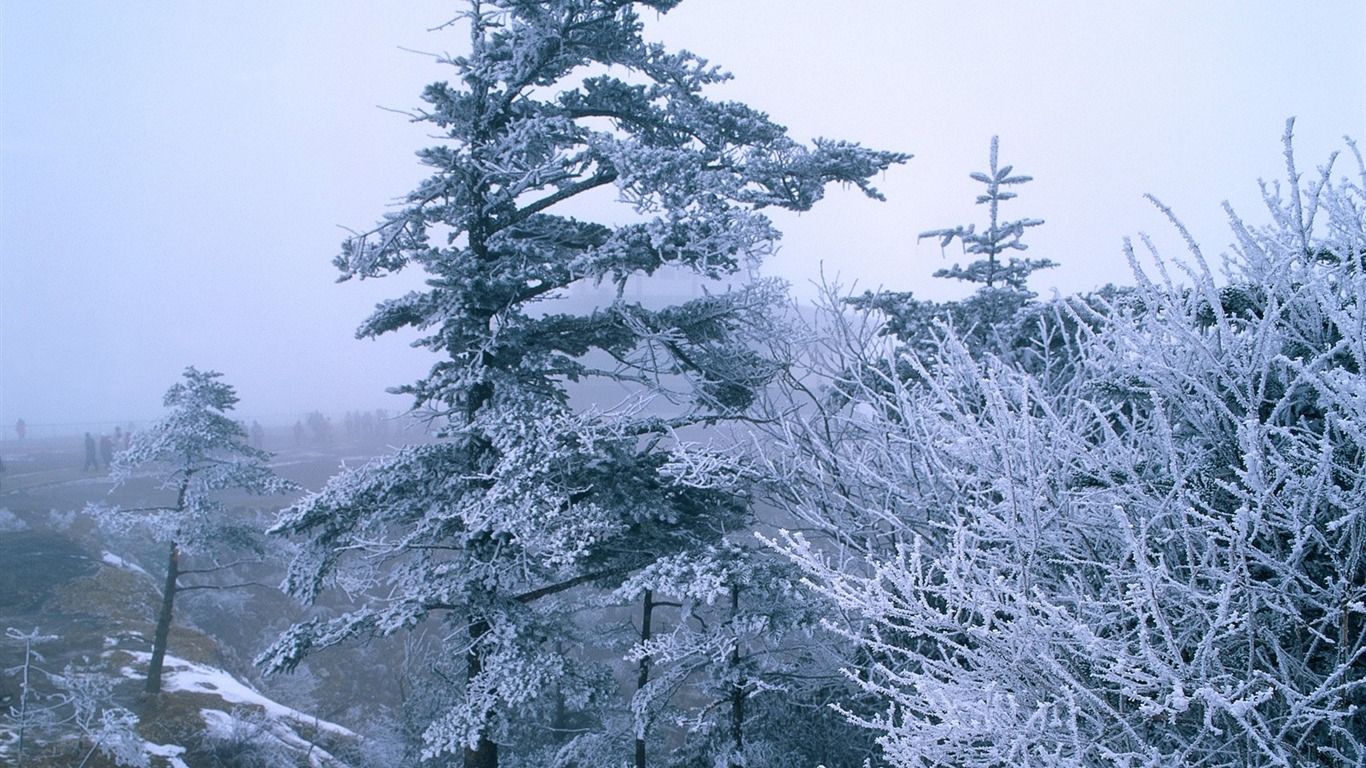 冬天雪景壁紙 #15 - 1366x768