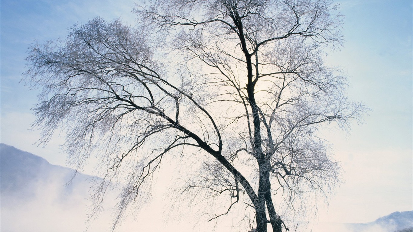 冬天雪景壁紙 #21 - 1366x768