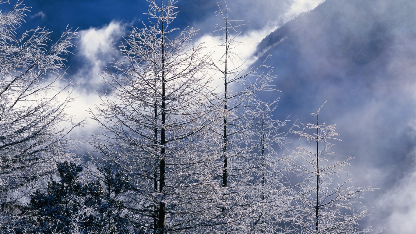 冬天雪景壁紙 #23 - 1366x768
