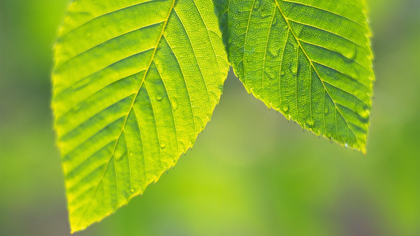 Green leaf photo wallpaper (4) #1 - 1366x768