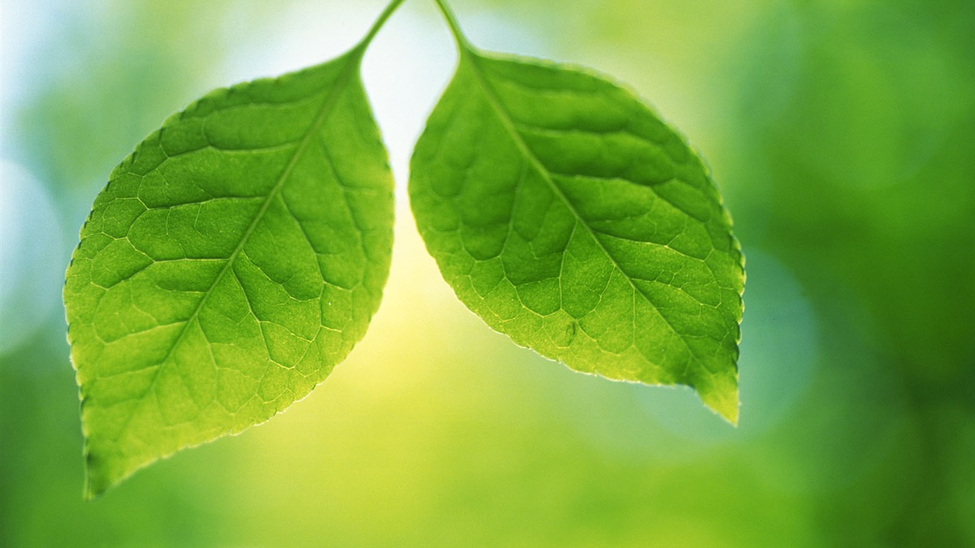 Green leaf photo wallpaper (4) #4 - 1366x768