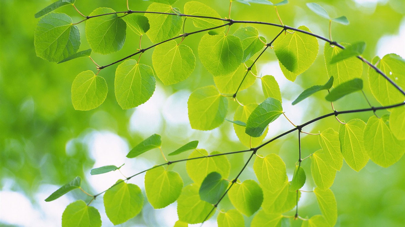 Green leaf photo wallpaper (4) #6 - 1366x768