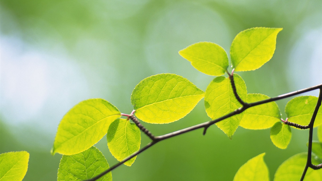 Green leaf photo wallpaper (4) #7 - 1366x768
