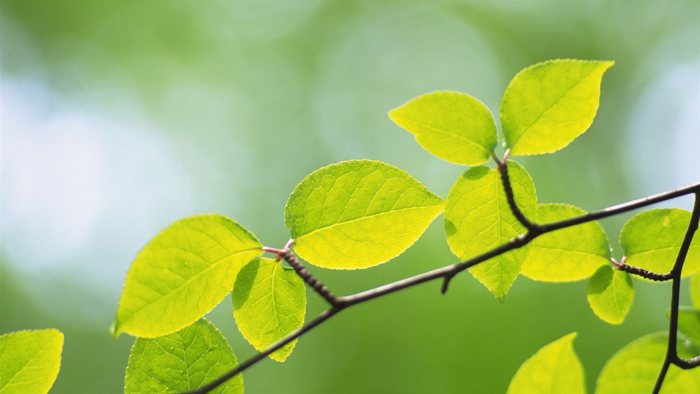 Fondos de escritorio de hoja verde de fotos (4) #7 - 1366x768