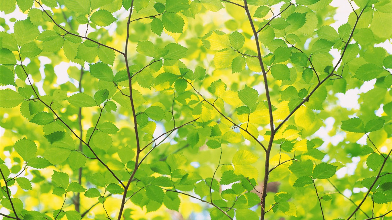 녹색 잎 사진 벽지 (4) #9 - 1366x768
