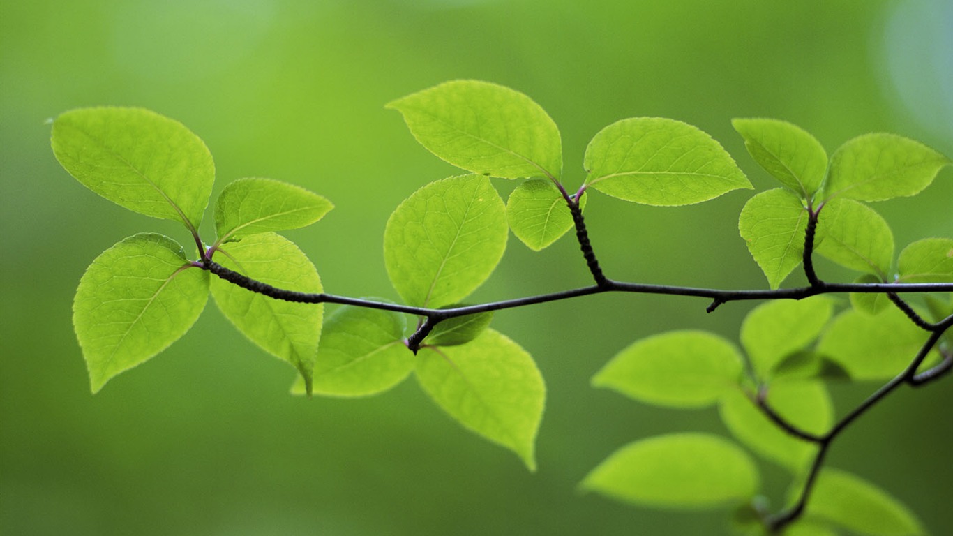 Green leaf photo wallpaper (4) #14 - 1366x768