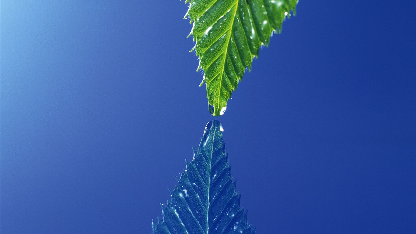 Green leaf photo wallpaper (4) #15 - 1366x768