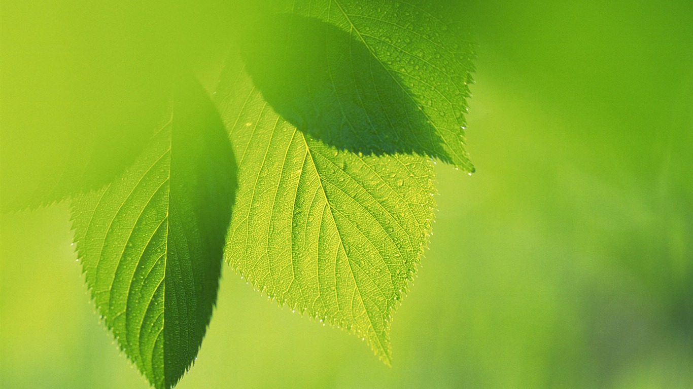 Green leaf photo wallpaper (4) #16 - 1366x768