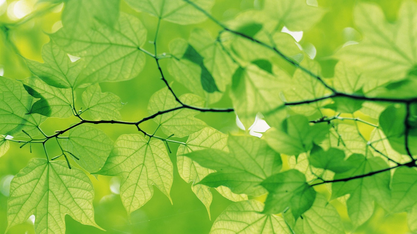 Green leaf photo wallpaper (4) #17 - 1366x768