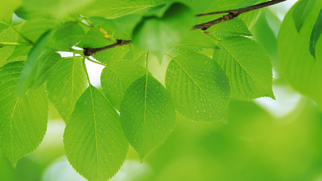 Green leaf photo wallpaper (4) #18 - 1366x768