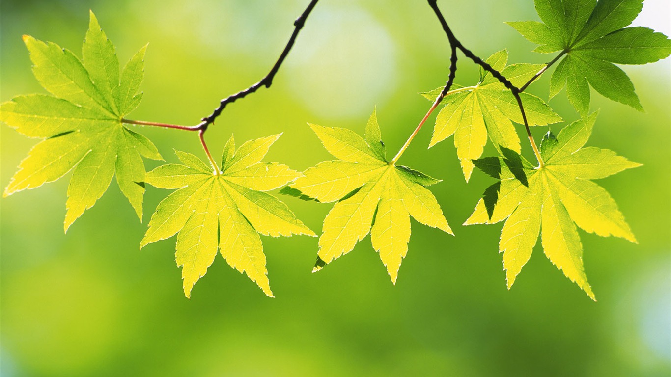 Green leaf photo wallpaper (4) #20 - 1366x768