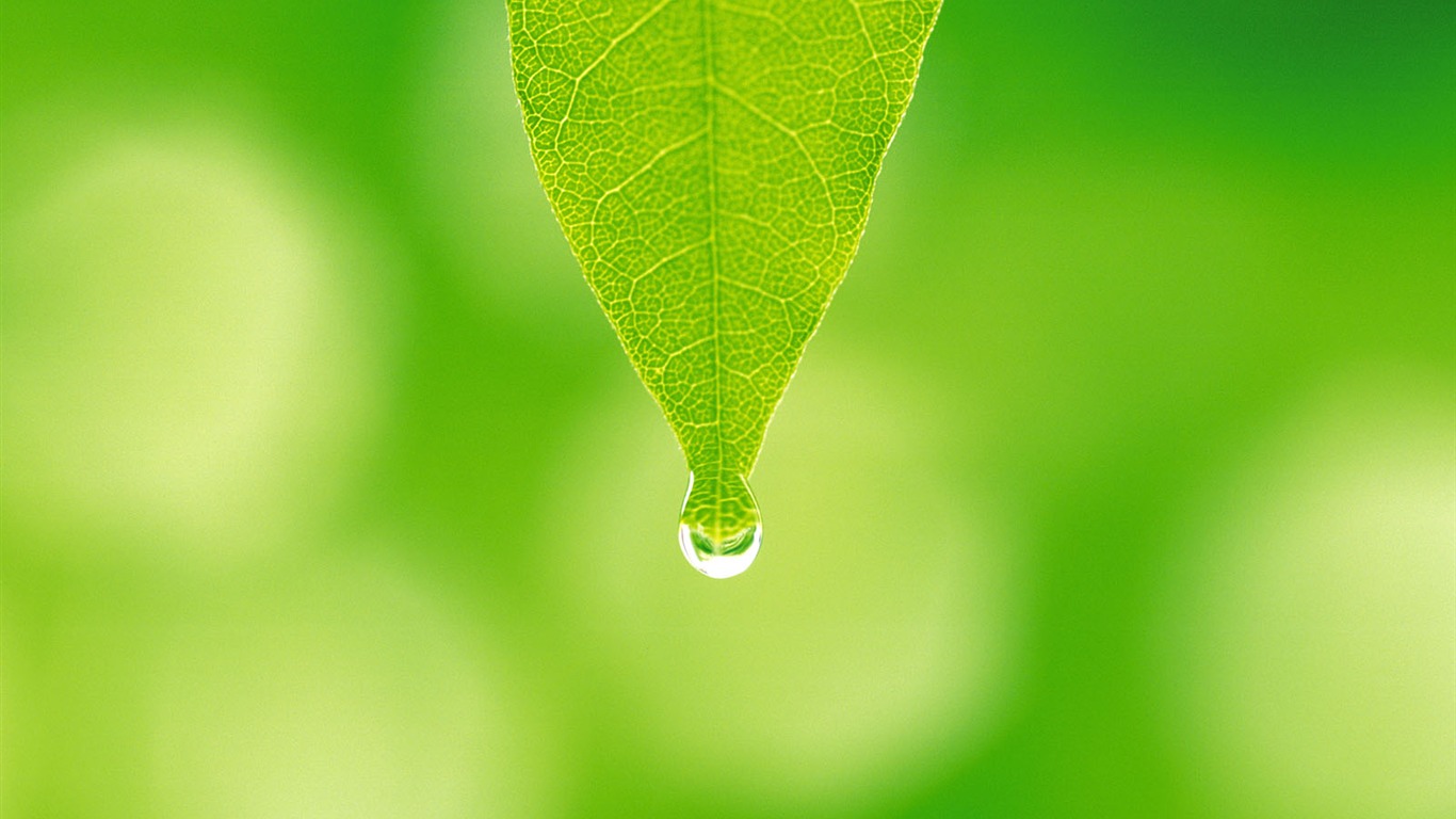 Fondos de escritorio de hoja verde de fotos (5) #2 - 1366x768