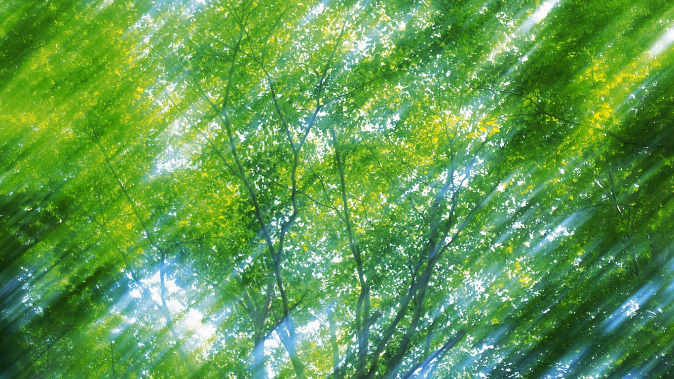 녹색 잎 사진 벽지 (5) #5 - 1366x768
