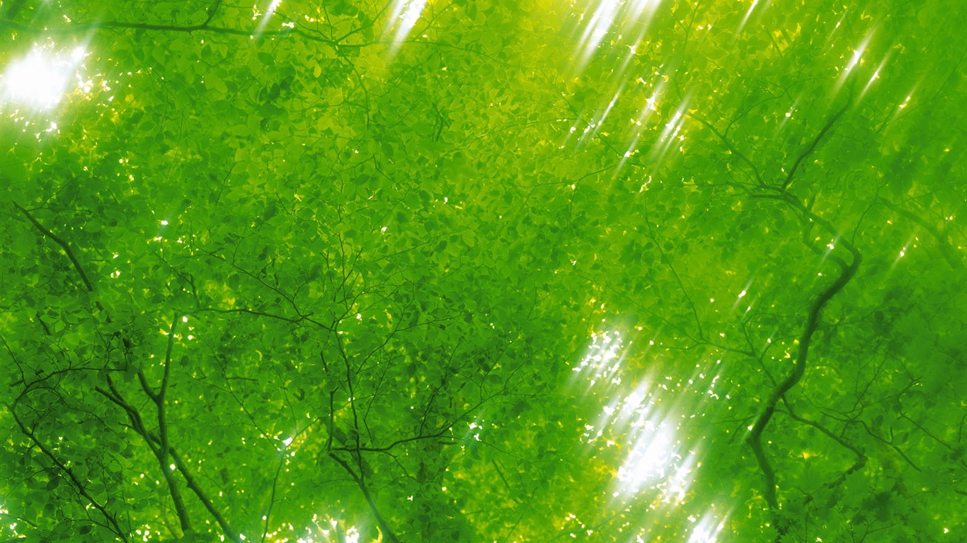 녹색 잎 사진 벽지 (5) #6 - 1366x768