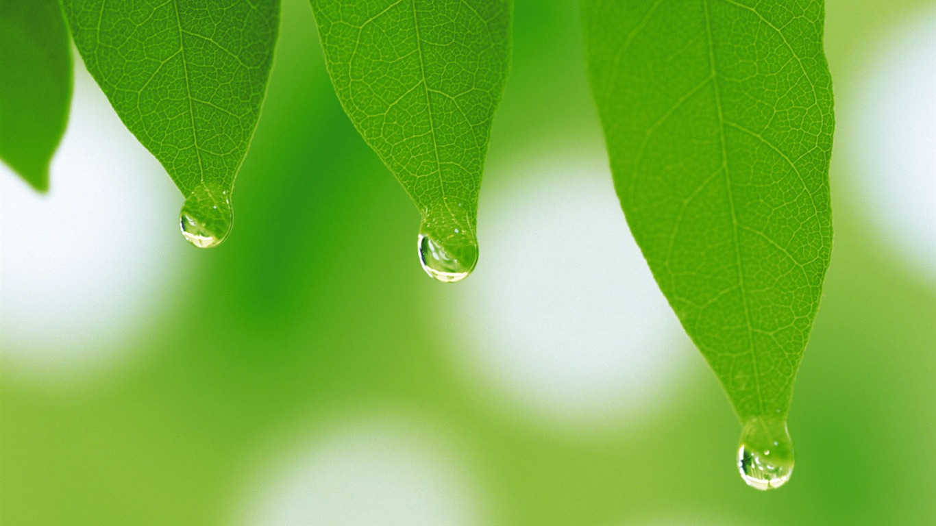 Fondos de escritorio de hoja verde de fotos (5) #9 - 1366x768