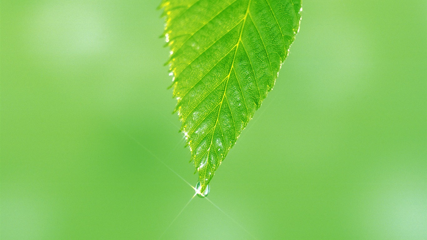 Fondos de escritorio de hoja verde de fotos (5) #10 - 1366x768