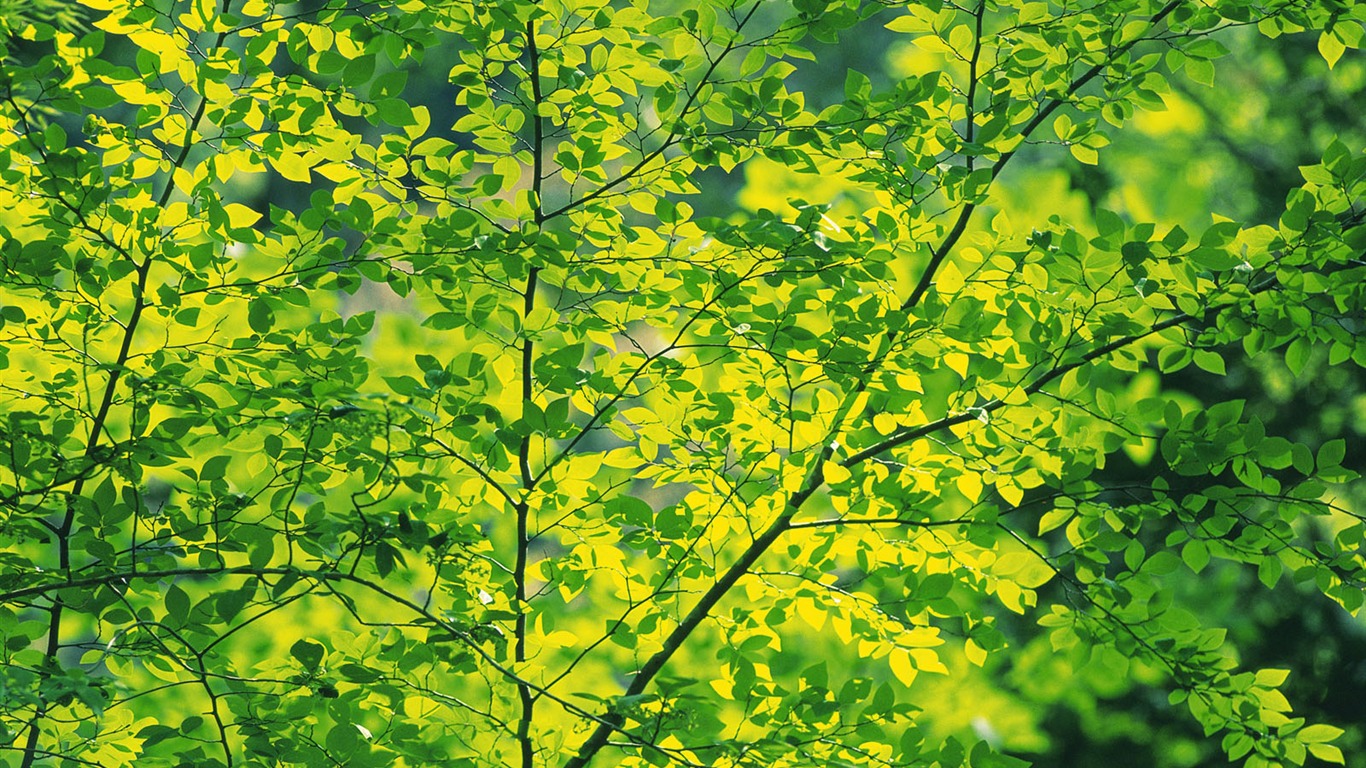 녹색 잎 사진 벽지 (5) #11 - 1366x768