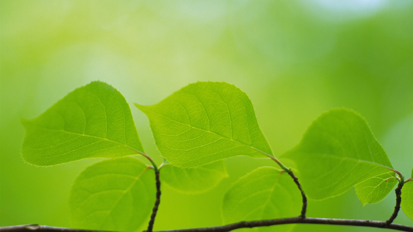 Fondos de escritorio de hoja verde de fotos (5) #13 - 1366x768