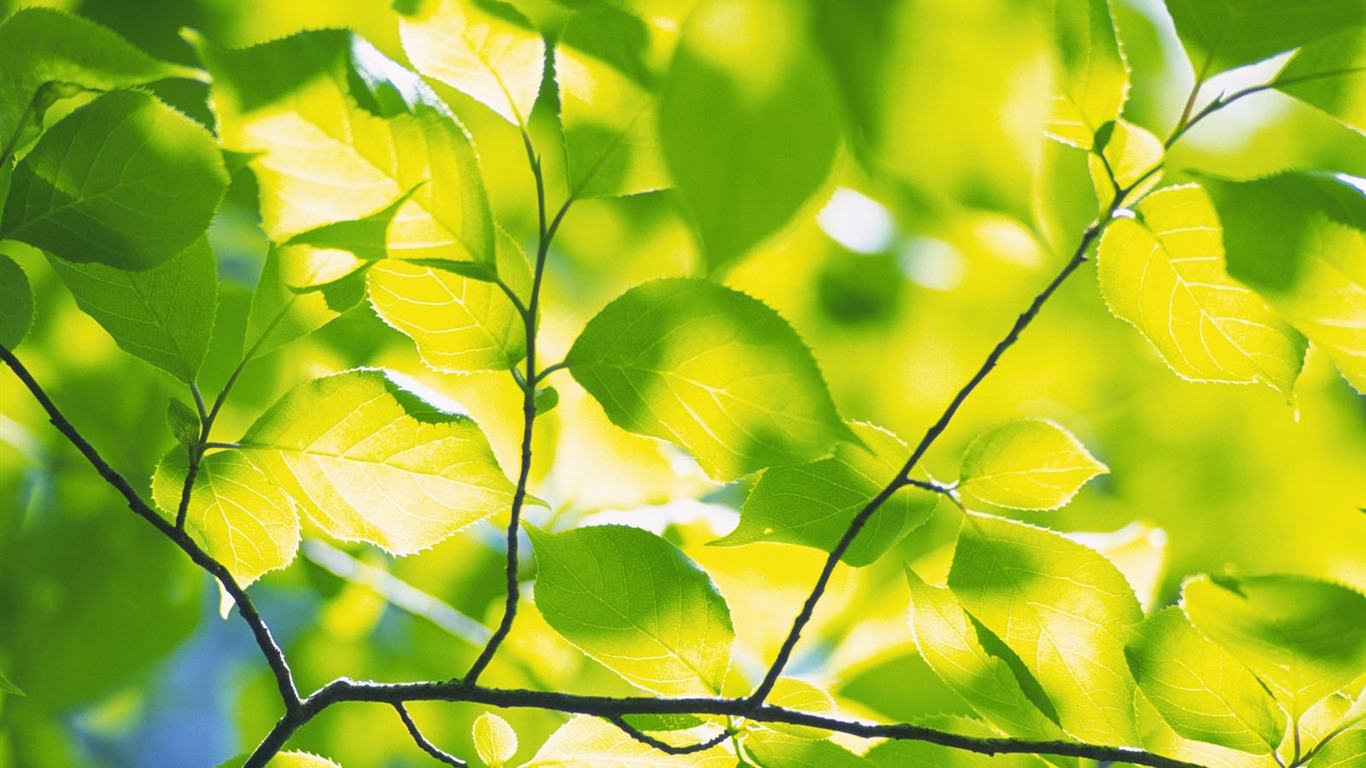 녹색 잎 사진 벽지 (5) #18 - 1366x768