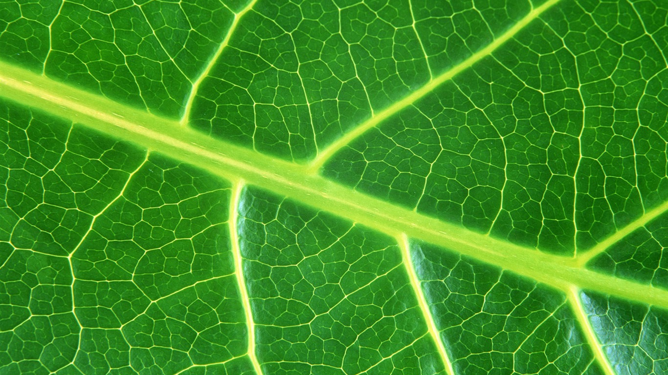 Green leaf photo wallpaper (6) #1 - 1366x768