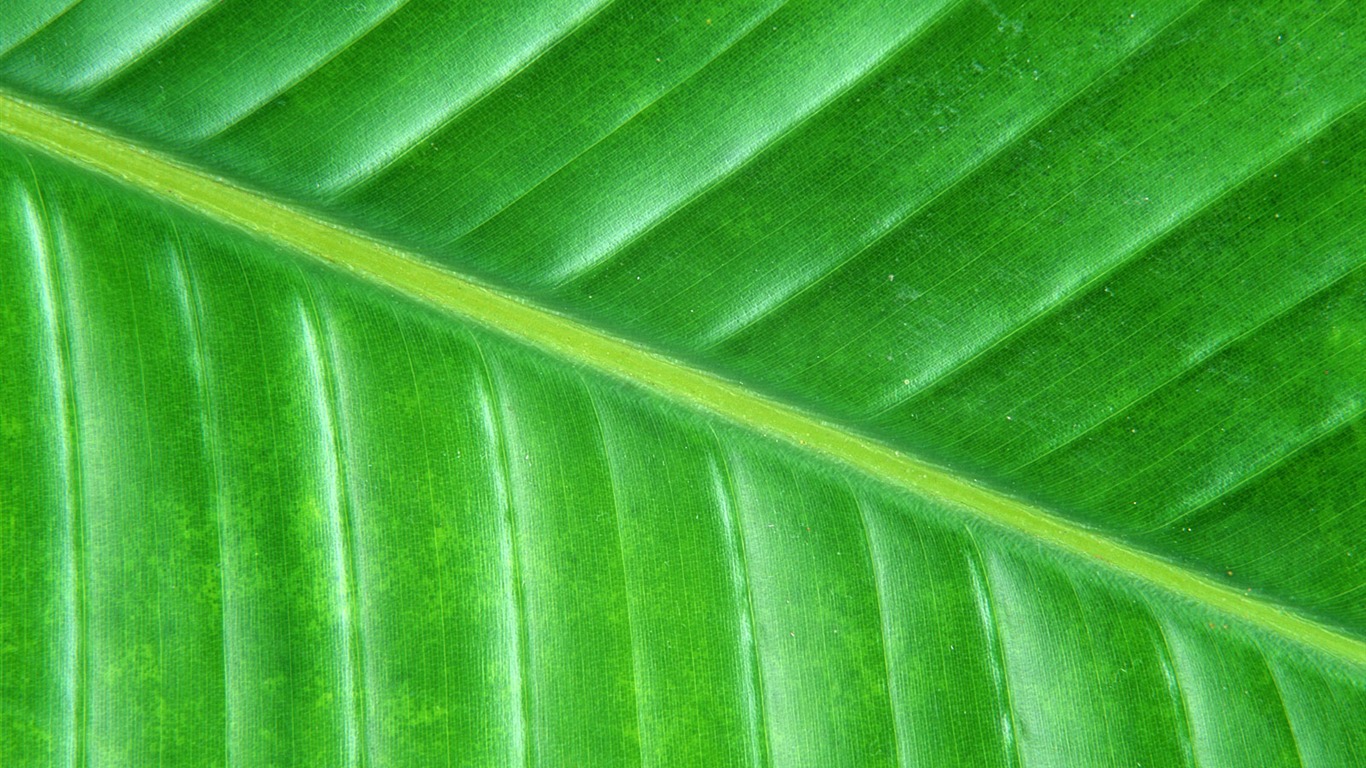 Green leaf photo wallpaper (6) #2 - 1366x768