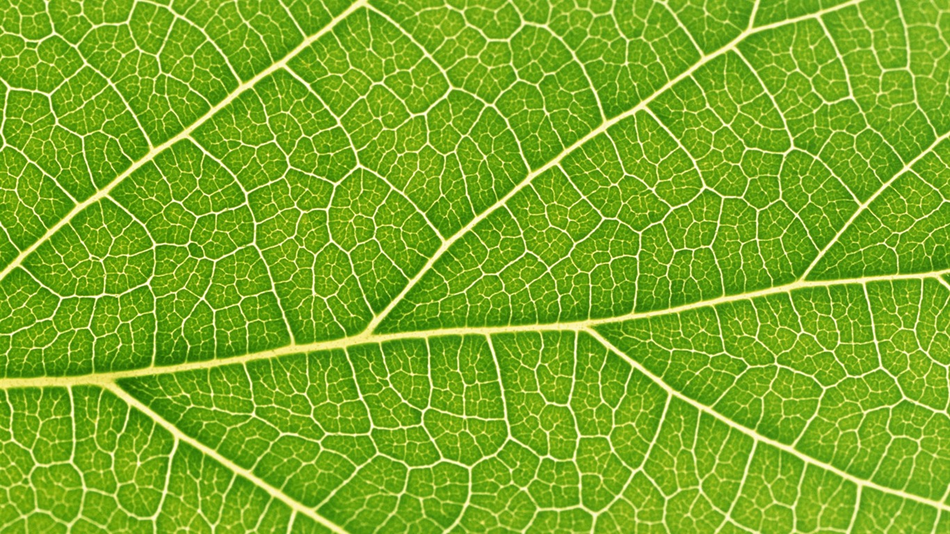 Zelená listová foto tapetu (6) #3 - 1366x768