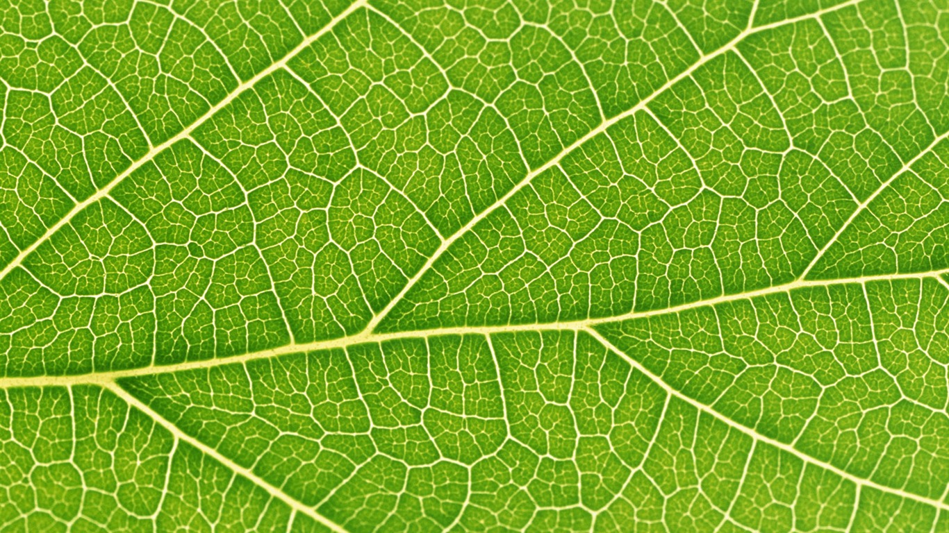 Fond d'écran vert photo feuille (6) #3 - 1366x768