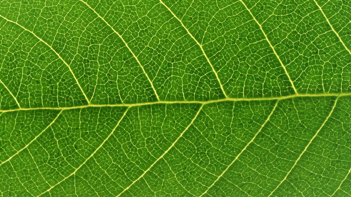 Green leaf photo wallpaper (6) #4 - 1366x768