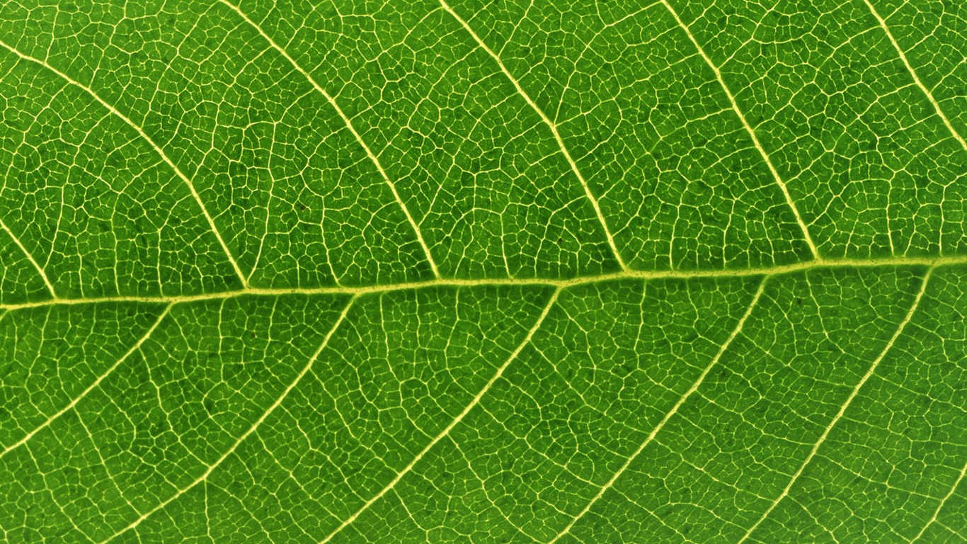 Zelená listová foto tapetu (6) #4 - 1366x768