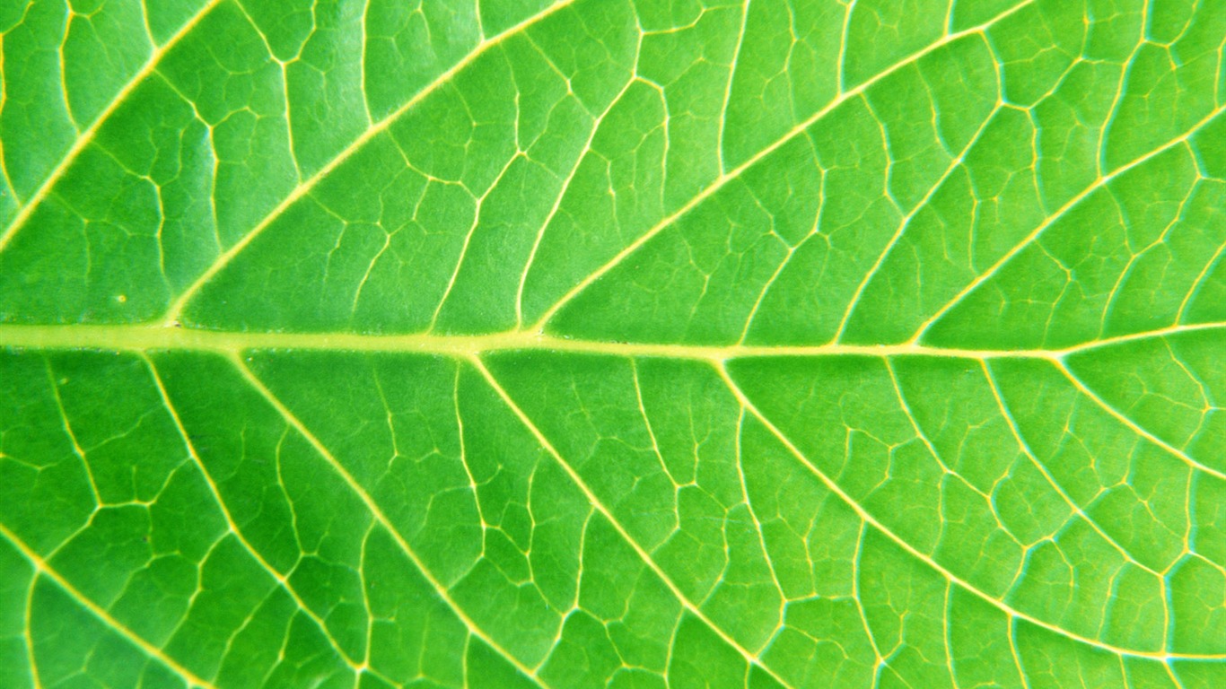 Green leaf photo wallpaper (6) #5 - 1366x768