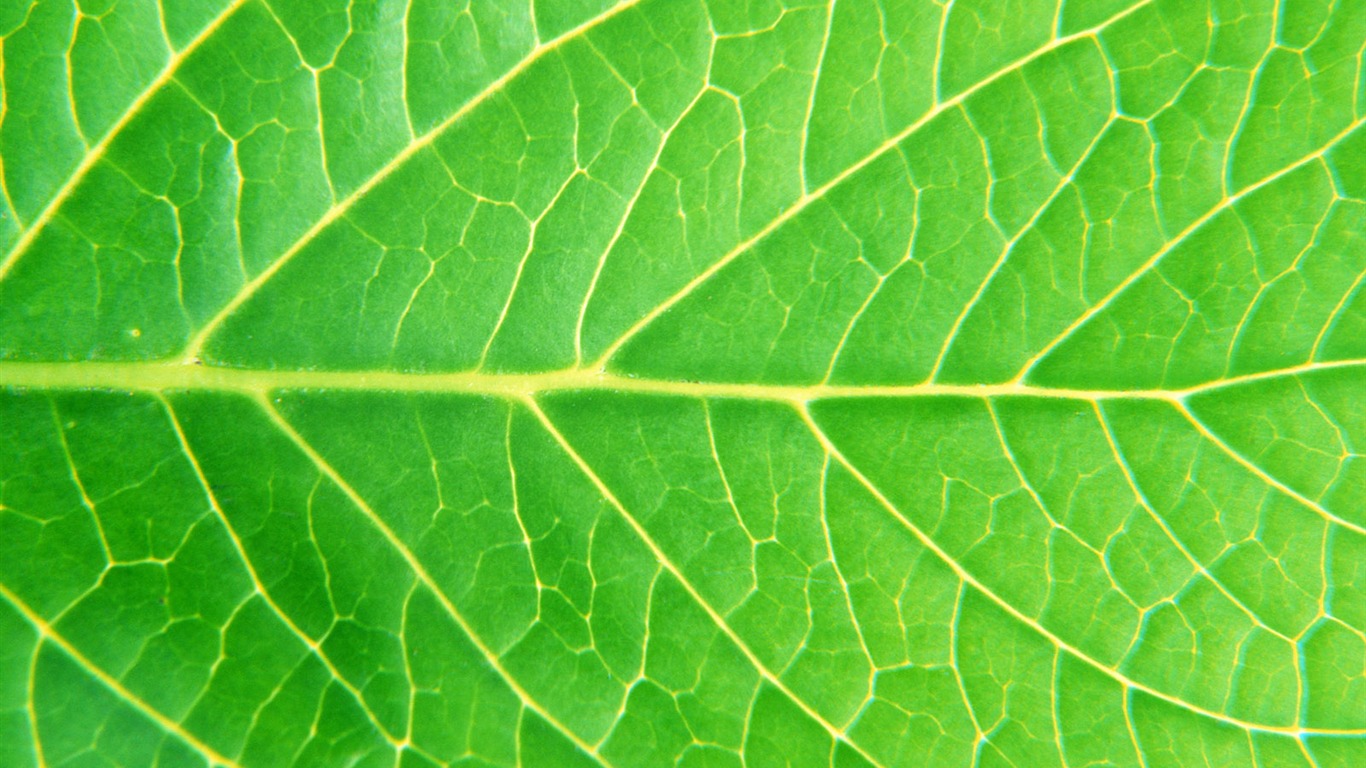 Fondos de escritorio de hoja verde de fotos (6) #5 - 1366x768