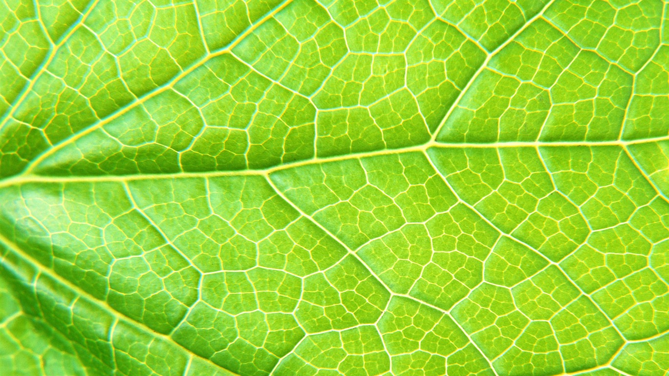 Green leaf photo wallpaper (6) #6 - 1366x768