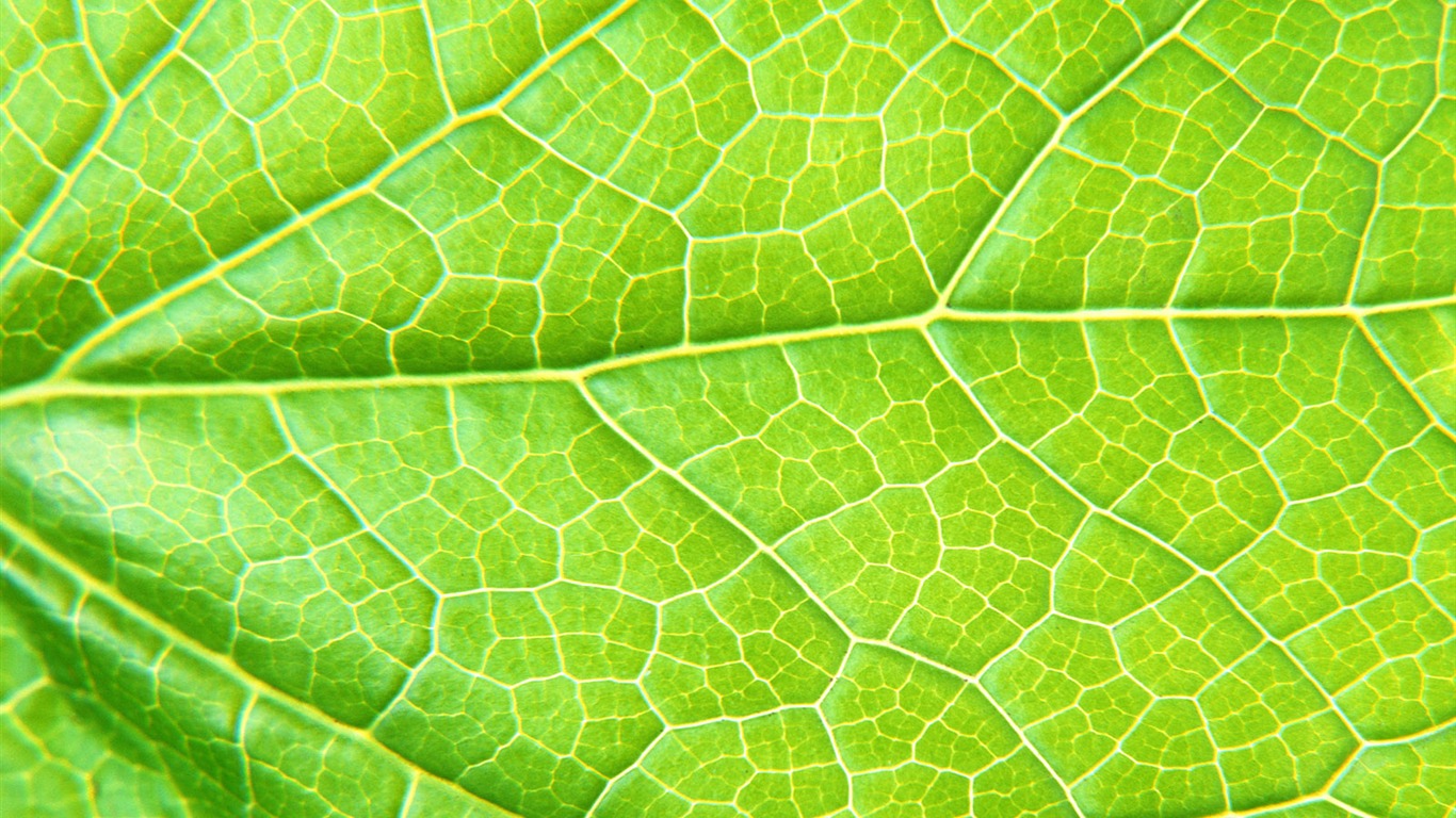 Zelená listová foto tapetu (6) #6 - 1366x768