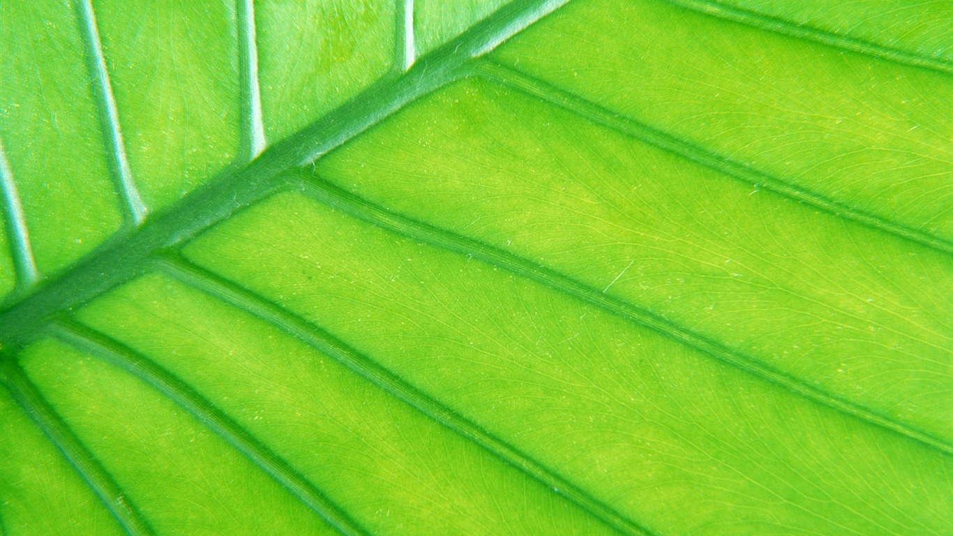 Green leaf photo wallpaper (6) #7 - 1366x768