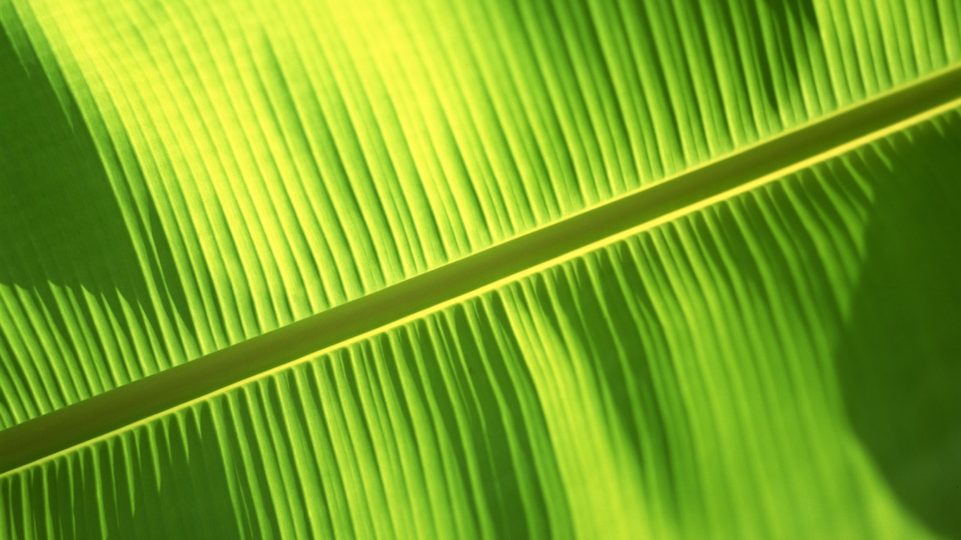 Green leaf photo wallpaper (6) #8 - 1366x768