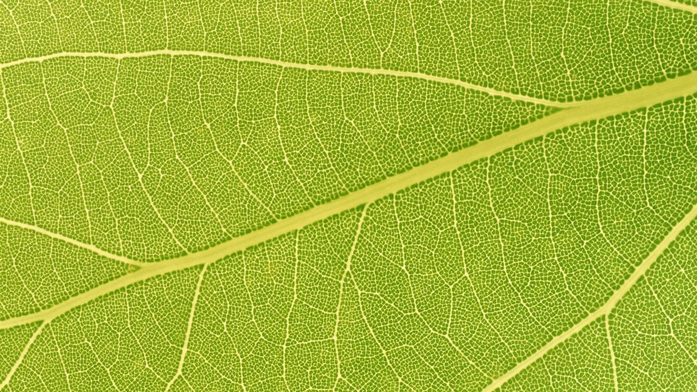 Green leaf photo wallpaper (6) #9 - 1366x768