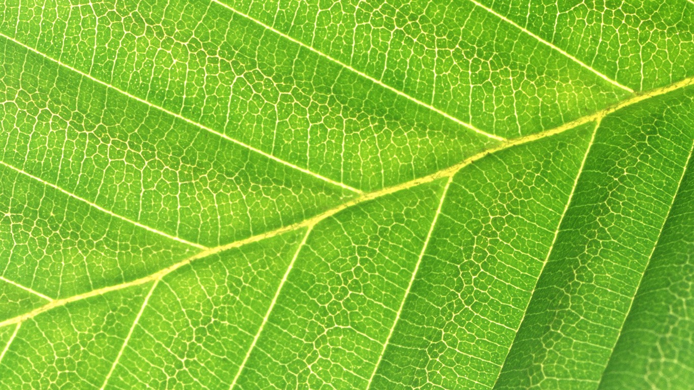 Green leaf photo wallpaper (6) #11 - 1366x768