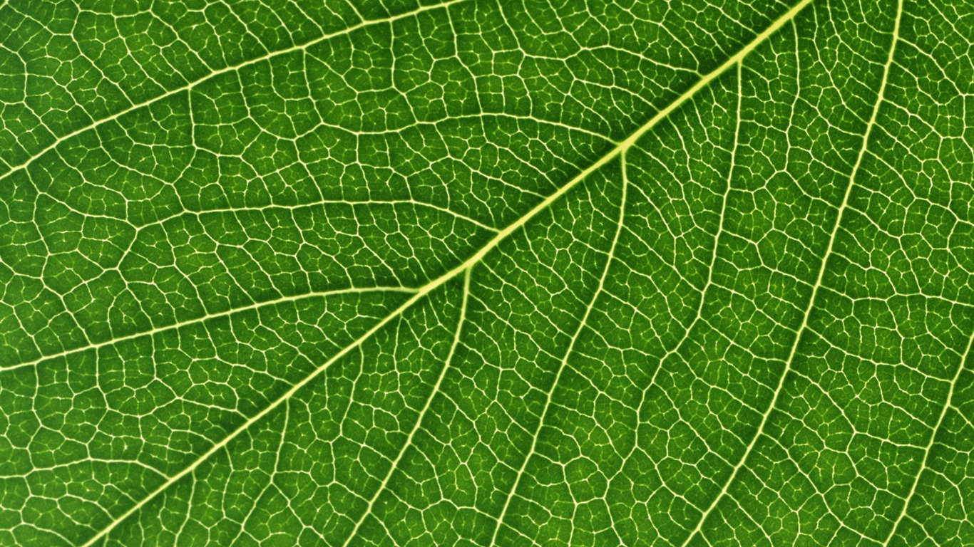Green leaf photo wallpaper (6) #12 - 1366x768