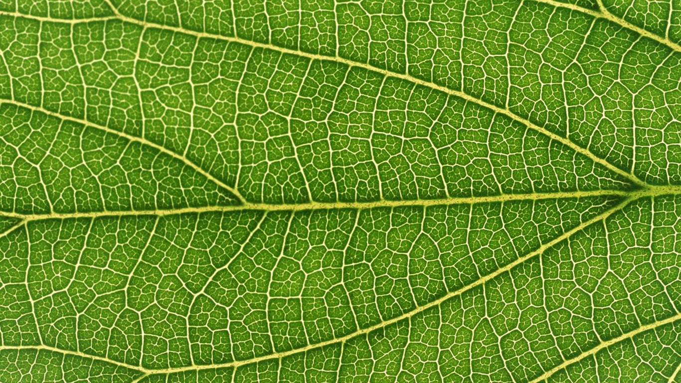 Green leaf photo wallpaper (6) #13 - 1366x768