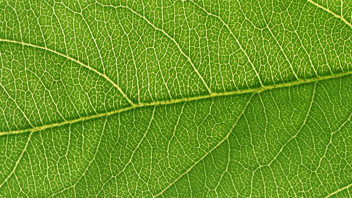 Green leaf photo wallpaper (6) #14 - 1366x768
