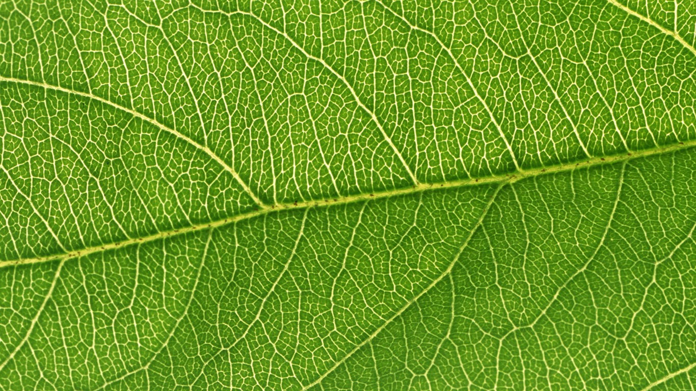 Fond d'écran vert photo feuille (6) #14 - 1366x768