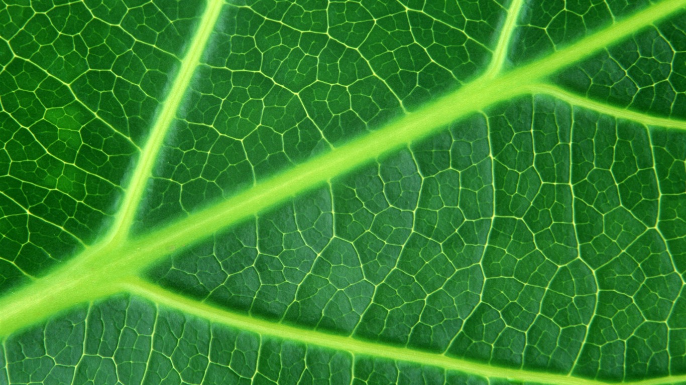 Green leaf photo wallpaper (6) #15 - 1366x768