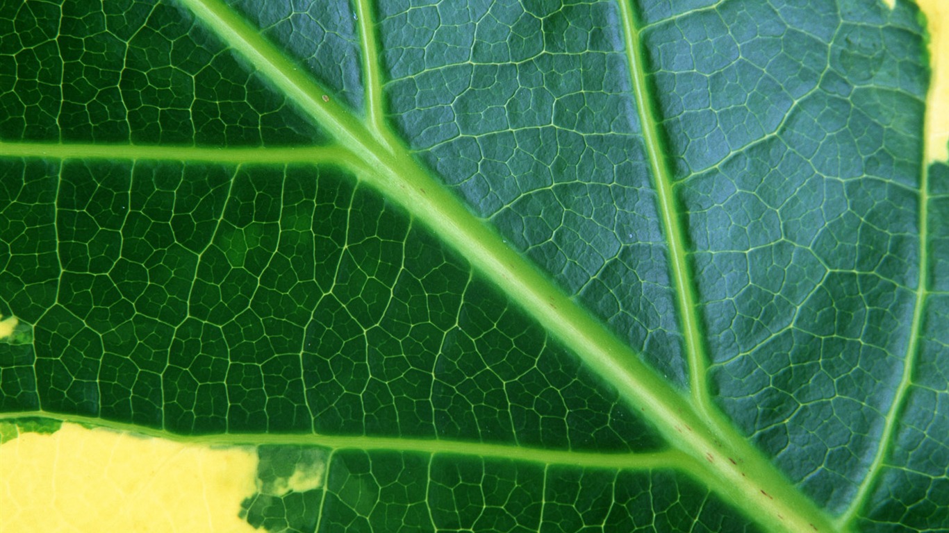 Green leaf photo wallpaper (6) #16 - 1366x768
