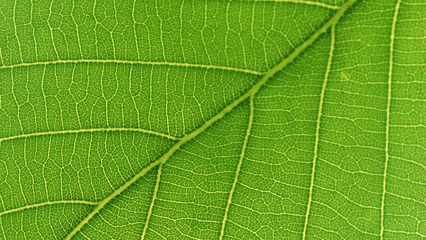 Green leaf photo wallpaper (6) #17 - 1366x768