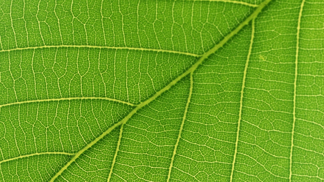 Zelená listová foto tapetu (6) #17 - 1366x768